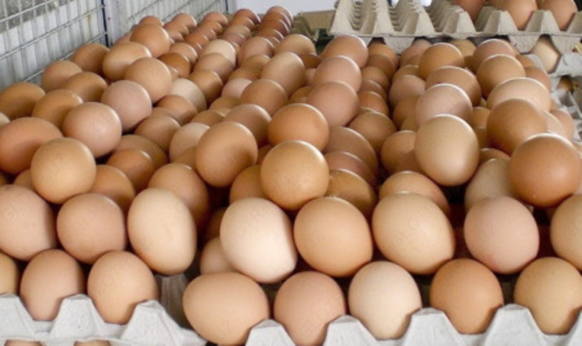 Купить яйца в белоруссии. Инкубационное яйцо Росс 308. Яйцо куриное. Яйцо куриное 1 сорт. Крупные яйца.